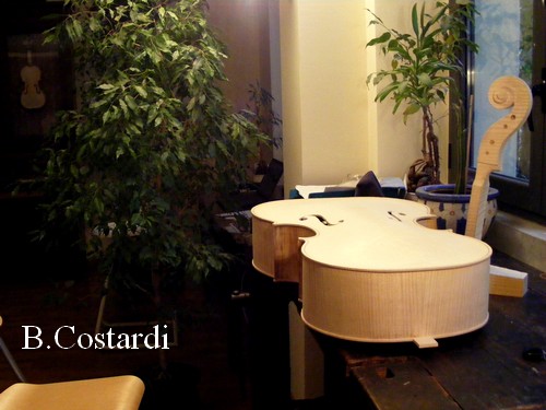 violoncello in costruzione